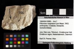 Foto (Objket + Etiketten) von Pithonoton marginatum (von Meyer, 1842) 